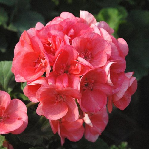 Visuel 1 du produit Géranium Lierre Zonale à fleurs multicolores - Le pack de 6 plants