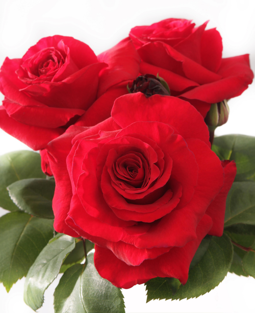 Visuel 1 du produit Rosier Simone Veil ® - Le pot de 7,5 litres