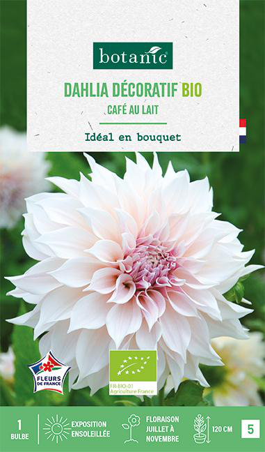 Visuel 1 du produit Bulbe de fleurs Dahlia décoratif Café au lait bio botanic® - 1 bulbe