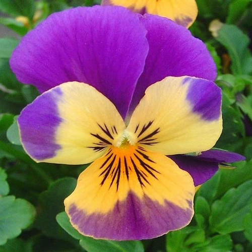Visuel 1 du produit violette cornue - Le pot de 0,5 litre