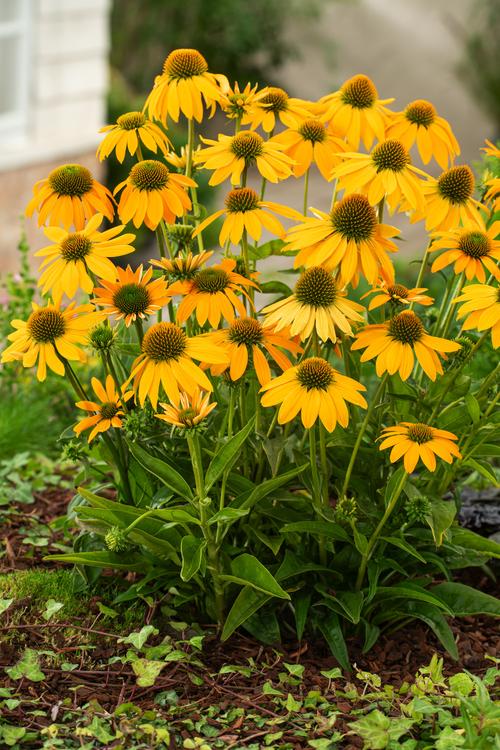 Visuel 1 du produit Echinacea ARTISAN YELLOW OMBRE - Le pot de 2 litres