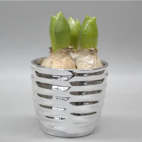 Visuel 1 du produit Jacinthe en pot décoratif de 12 cm