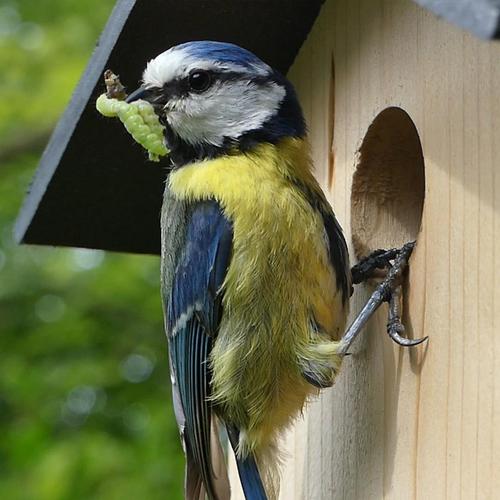 Visuel 3 du produit Nichoir Le nid douillet - Ouverture Ø 28 mm