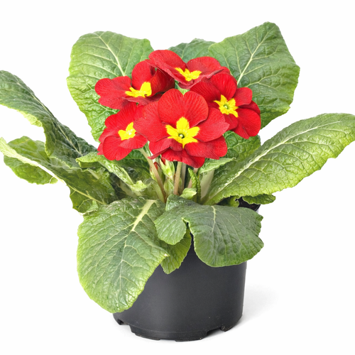 Visuel 1 du produit Primevère des jardins - Le pot de 10.5 cm