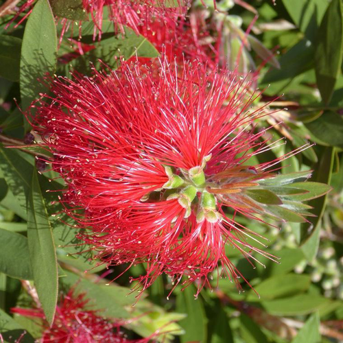 Visuel 1 du produit Callistemon Rouge – C3