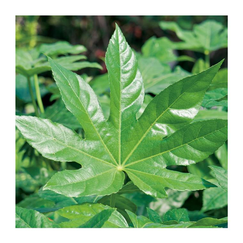 Visuel 2 du produit Aralia (FATSIA JAPONICA) Le pot de 10 litres