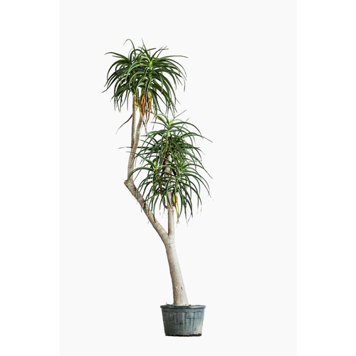 Visuel 1 du produit Aloe Bainesii en pot de 120 L vert