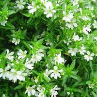 Visuel 1 du produit Cuphea Hyssopifolia - Le pot de 2 litres