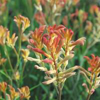 Visuel 1 du produit Anigozanthos - Le pot de 2,5 litres