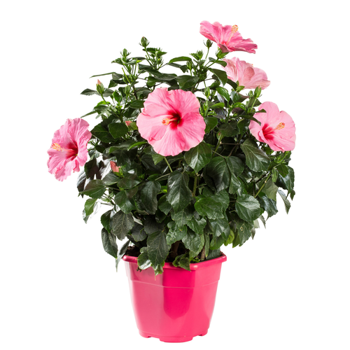 Visuel 1 du produit Hibiscus rose Ø 23 cm