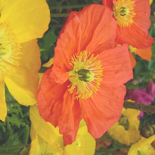 Visuel 1 du produit Pavot de Californie - Le pot de 1 litre