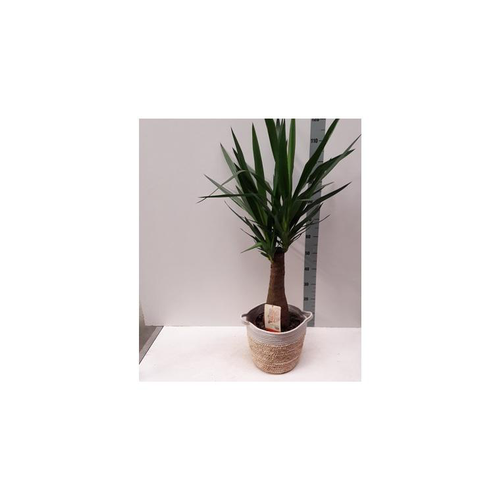 Visuel 1 du produit panicum virgatum sangria - Le pot de 4 litres