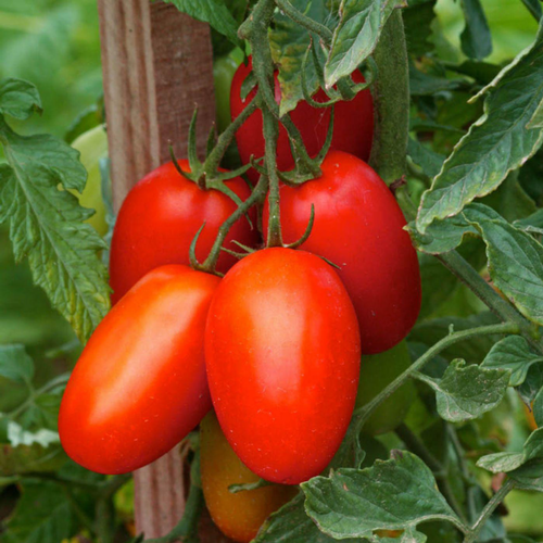 Visuel 1 du produit Tomate allongée Roma bio. La barquette de 3 plants