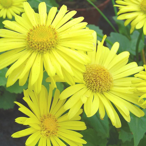 Visuel 1 du produit Doronicum Orientalis - Le pot de 1 litre