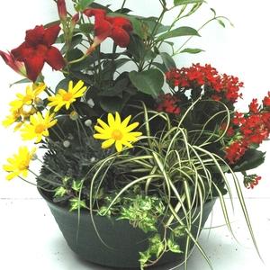 Visuel 1 du produit Composition Toussaint. Le pot