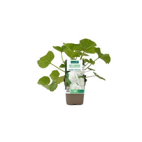 Visuel 1 du produit Rose trémière ‘Chater’s double White’ - Le pot de 1 litre