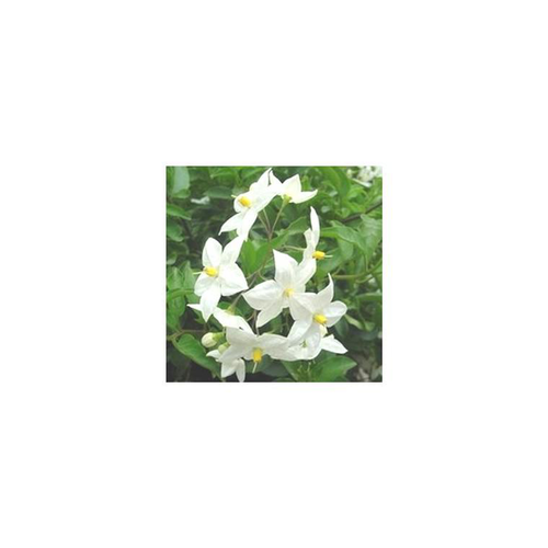 Visuel 1 du produit Solanum faux jasmin blanc. Le pot de 10,5 cm
