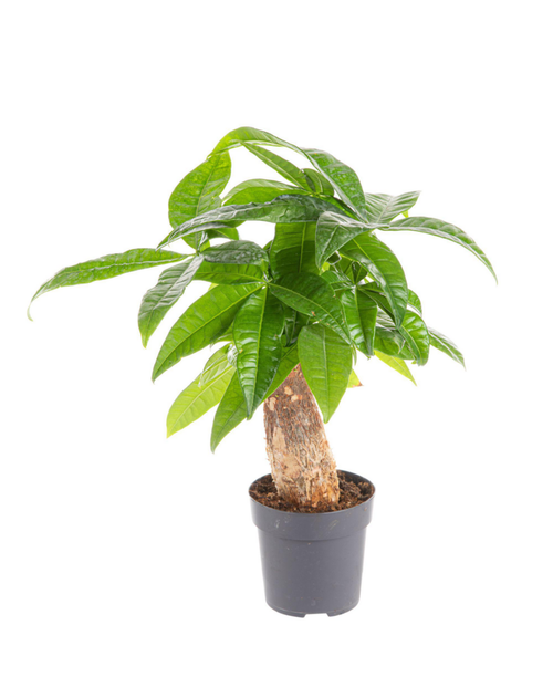 Visuel 1 du produit Pachira aquatica (Châtaignier de Guyane) vert. Le pot Ø 21 cm