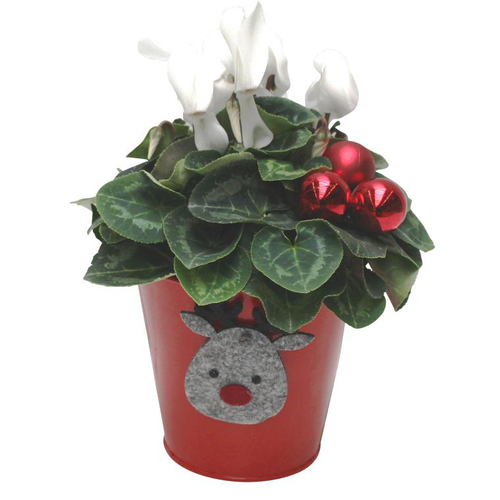 Visuel 1 du produit Mini cyclamen - Le pot déco