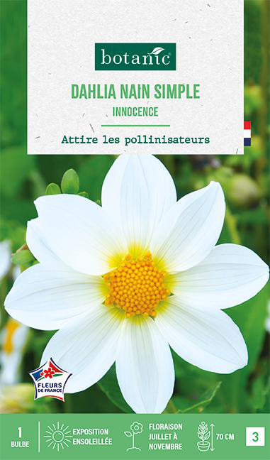Visuel 1 du produit Bulbe de fleurs Dalhia nain simple Innocence botanic® - 1 bulbe