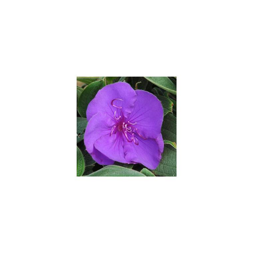 Visuel 1 du produit Tibouchina sur tige - Le pot de 1 litre