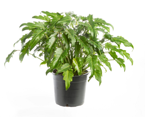 Visuel 1 du produit Philodendron Xanadu vert. Le pot Ø 21 cm