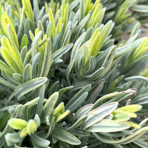 Visuel 1 du produit Lavande Platinum Blonde. Le pot de 7,5 litres