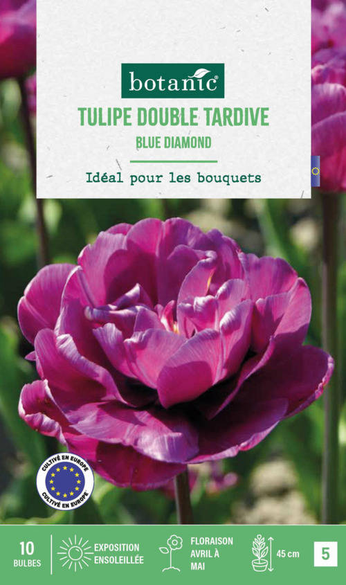 Visuel 1 du produit Tulipe blue diamond botanic® - 10 bulbes