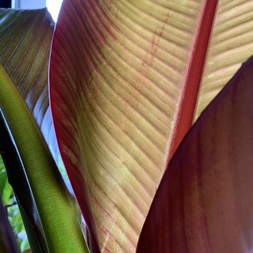 Visuel 1 du produit Bananier Musa Rouge. Le pot de 1 litre