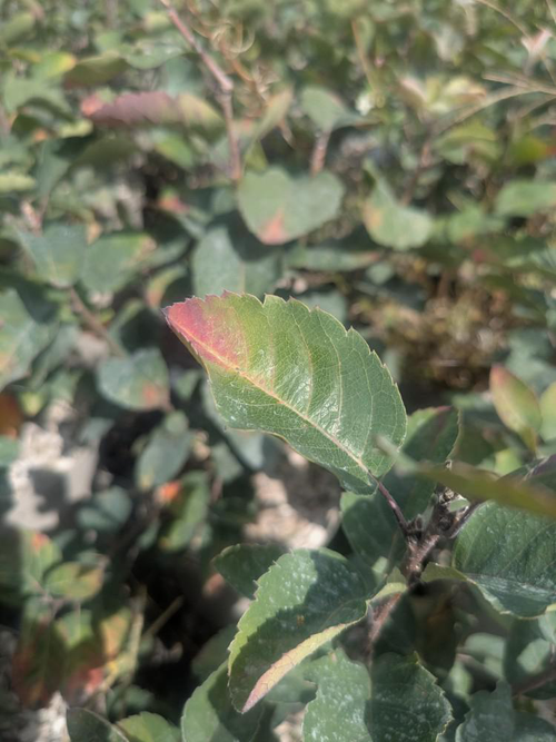 Visuel 2 du produit Amelanchier Ovalis – 3 L