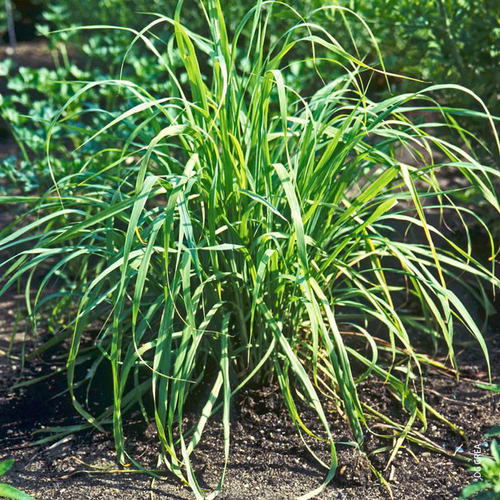 Visuel 1 du produit Citronnelle de Madagascar Bouture Bio - Le pot de 5 litres