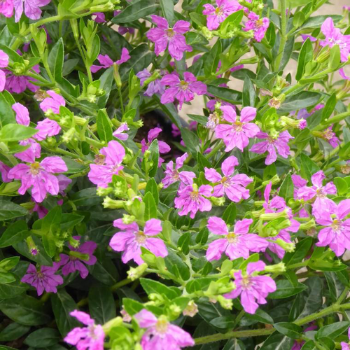 Visuel 1 du produit Cuphea - Le pot de 3 litres