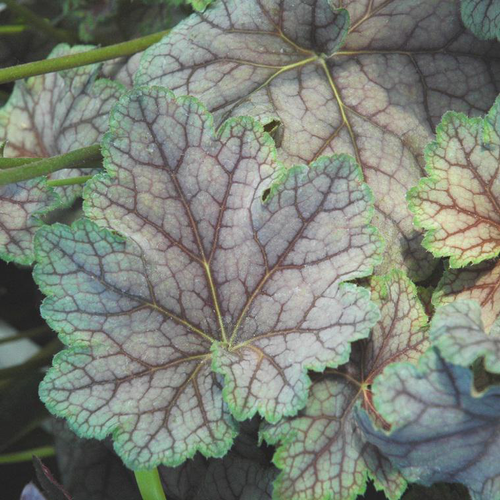 Visuel 1 du produit Heuchera 'Glitter'® - Le pot de 2 litres