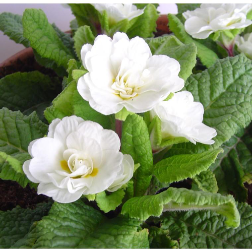 Visuel 1 du produit Primevère double Belarina Cream 'Goldie' - Le pot de 1 litre