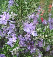 Visuel 1 du produit Romarin rampant. Le pot de 1 litre