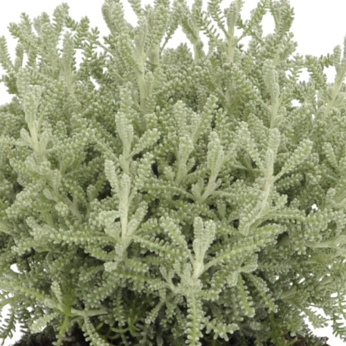 Visuel 1 du produit Santoline grise - Le pot de 3 litres