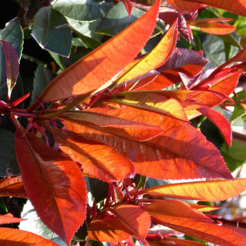 Visuel 1 du produit Photinia Fraseri Red Robin 80/100 en pot de 7 L rouge