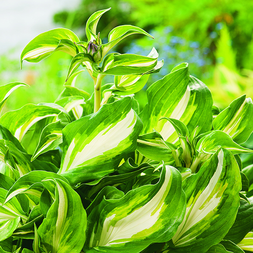 Visuel 1 du produit Hosta Undulata Mediovariegata vert botanic®. Le pot de 2 litres