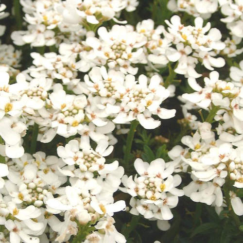 Visuel 1 du produit Ibéris snowflake blanche en pot de 2 L