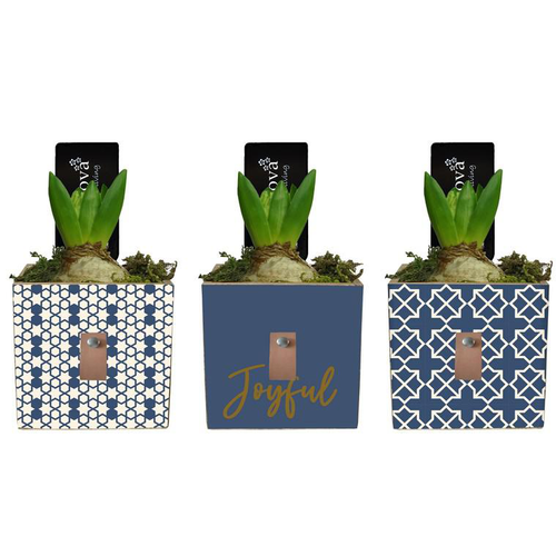 Visuel 1 du produit Jacinthe en pot décoratif forme carrée de 9 cm