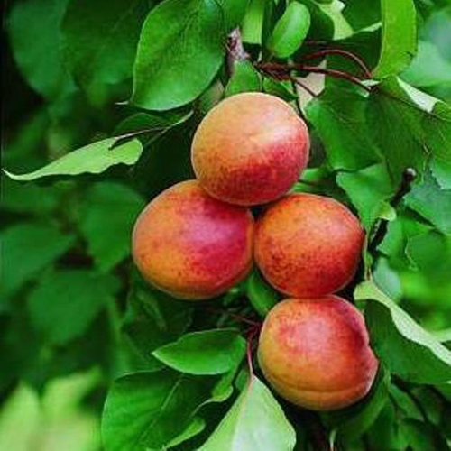 Visuel 1 du produit Abricotier Bergeron. Le pot de 7,5 litres