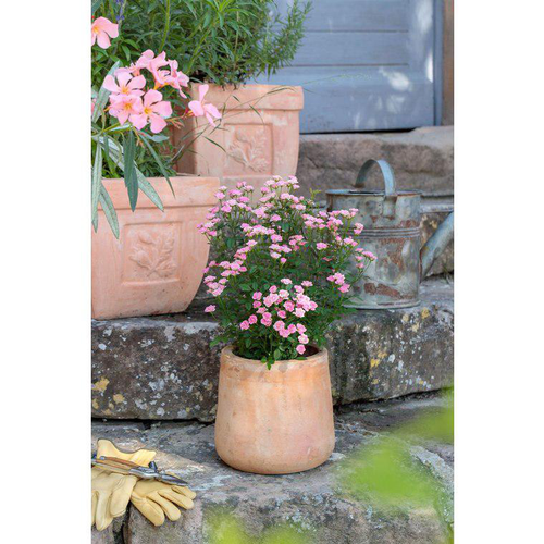 Visuel 1 du produit Rosier Lilly Rose Wonder 5® - C2