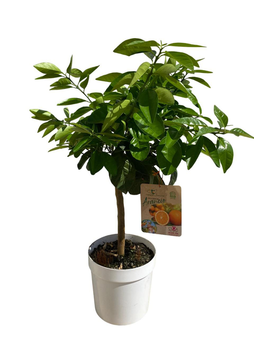 Visuel 1 du produit Oranger Washington 1/4 tige coloris orange - 5 L