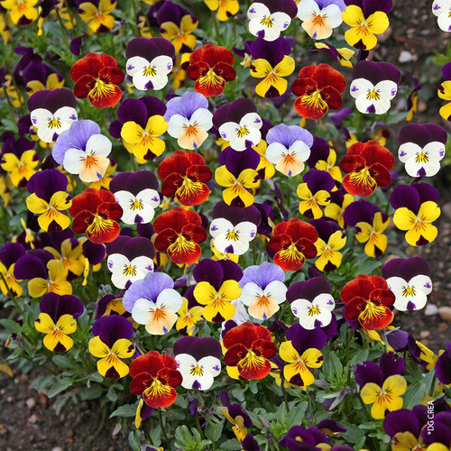 Visuel 1 du produit Pensee et Viola - La suspension