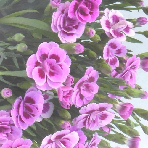Visuel 1 du produit Œillet ou Dianthus Pink Kisses à fleurs roses - Le pot de 0,5 litre
