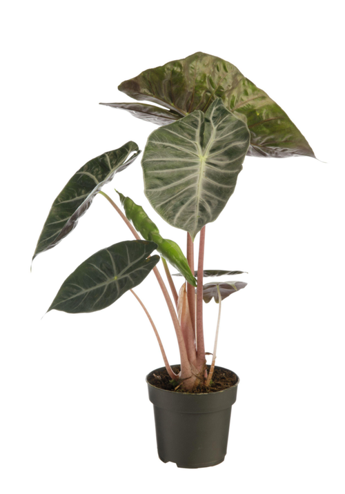 Visuel 1 du produit Alocasia Pink Dragon vert. Le pot Ø 19 cm