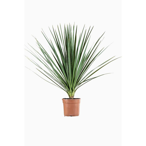 Visuel 1 du produit Cordyline Indivisia en pot de 9 L
