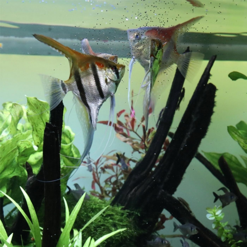 Visuel 3 du produit Nourriture pour poissons ProNovo Bel Grano S - JBL - 18g/20ml