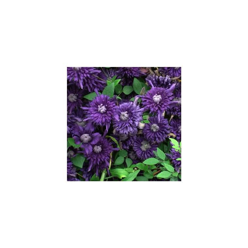 Visuel 1 du produit CLEMATITE 'KOKONOE'. Le pot de 4 litres