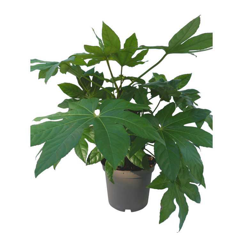 Visuel 1 du produit Aralia du Japon en pot de 5 litres
